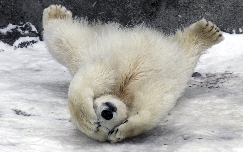 Polar Bear Cub — White, Playful, Winter
