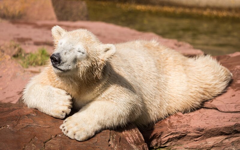 Polar Bear Cub — White, Relaxed
