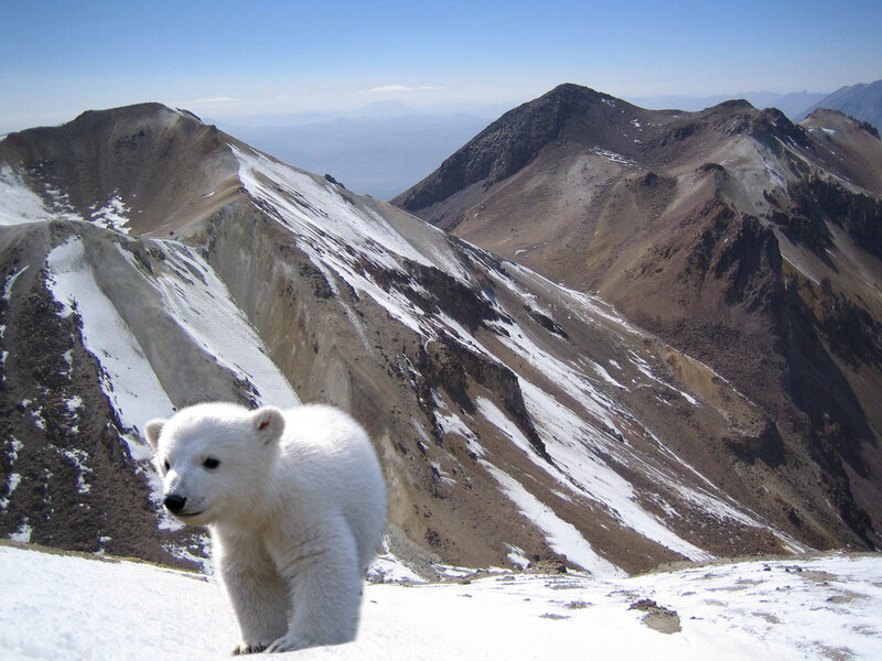 Polar Bear Cub — White, Serene