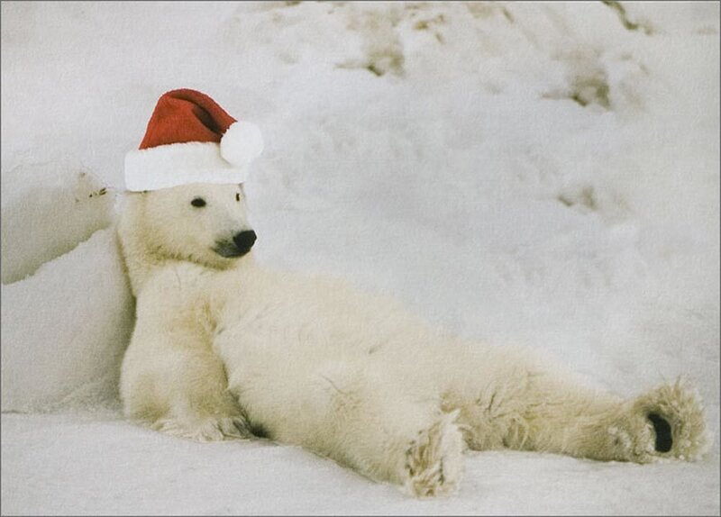 Polar Bear Cub — White