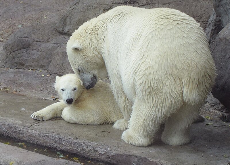Polar Bear Cub with Adult