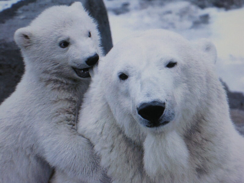 Polar Bear Cub with Adult — White, Calm