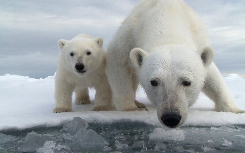 Polar Bear Cub with Adult — White