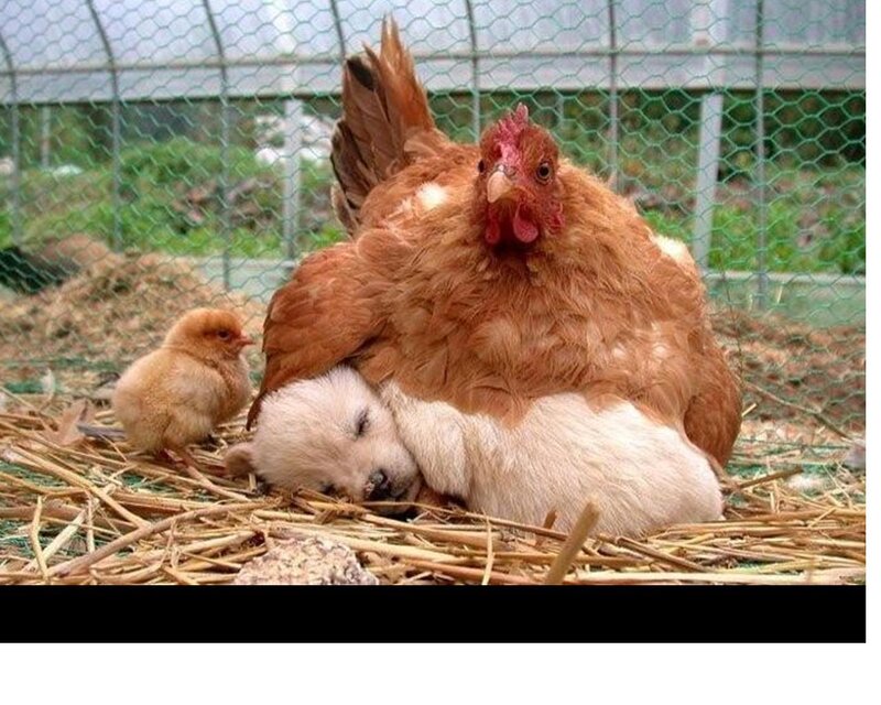 Polar Bear Cub with Hen