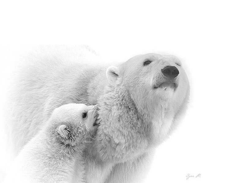 Polar Bear Cub with Mother