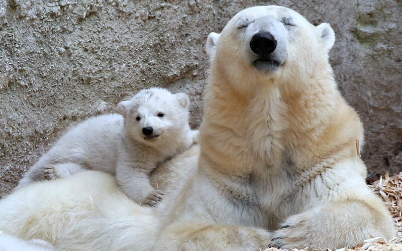 Polar Bear Cub with Mother — White, Calm, Photograph