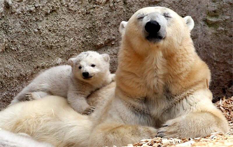 Polar Bear Cub with Mother — White, Calm, Photograph, Wood Chips