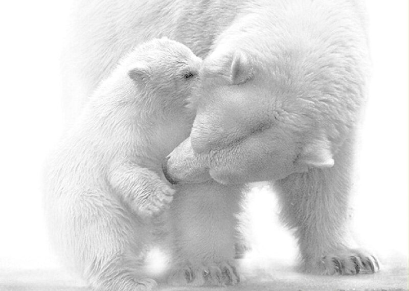 Polar Bear Cub with Mother — White, Calm