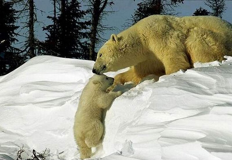 Polar Bear Cub with Mother — White, Calm, Winter, Photograph, Snow