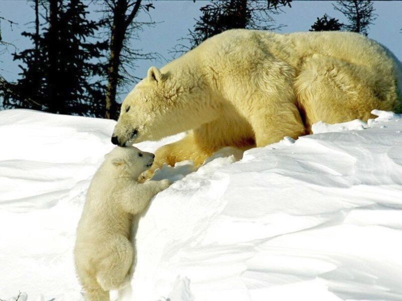 Polar Bear Cub with Mother — White, Calm, Winter, Photograph, Snow, Trees