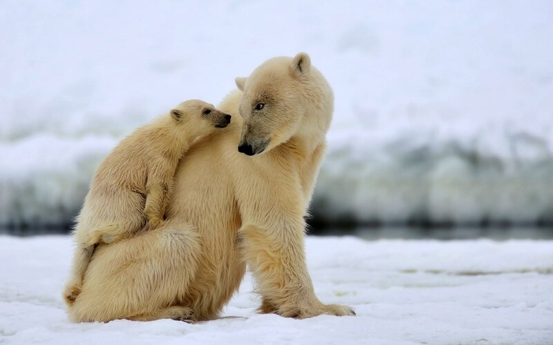 Polar Bear Cub with Mother — White, Calm, Winter