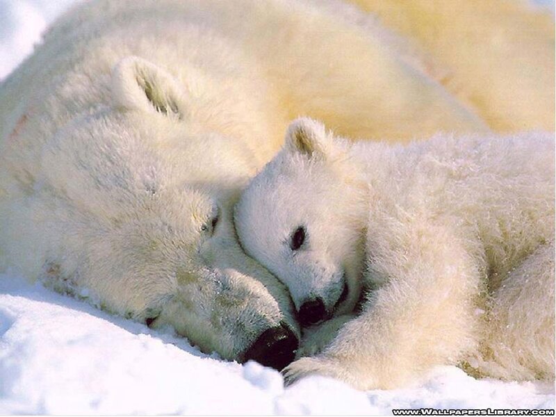 Polar Bear Cub with Mother — White, Peaceful