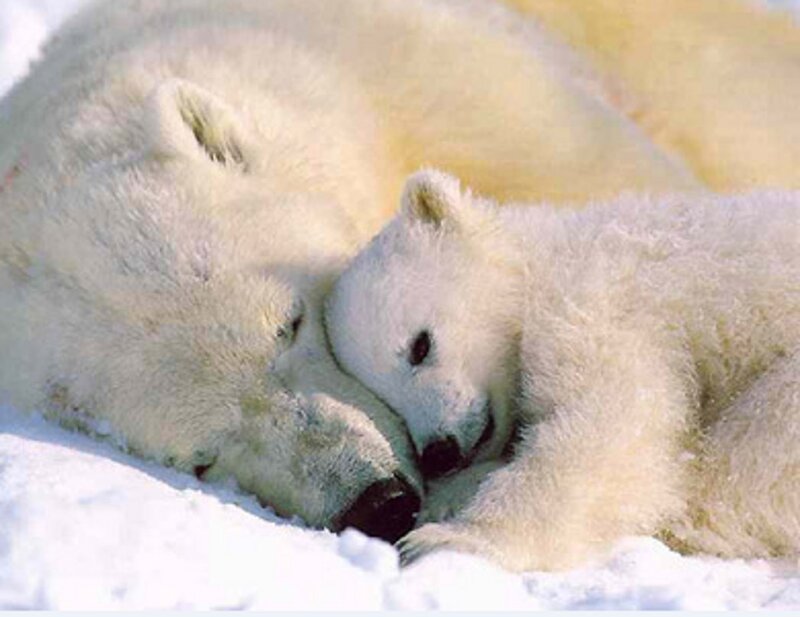 Polar Bear Cub with Mother — White, Peaceful, Winter, Photograph, Snow
