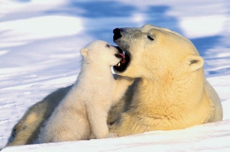 Polar Bear Cub with Mother — White, Playful