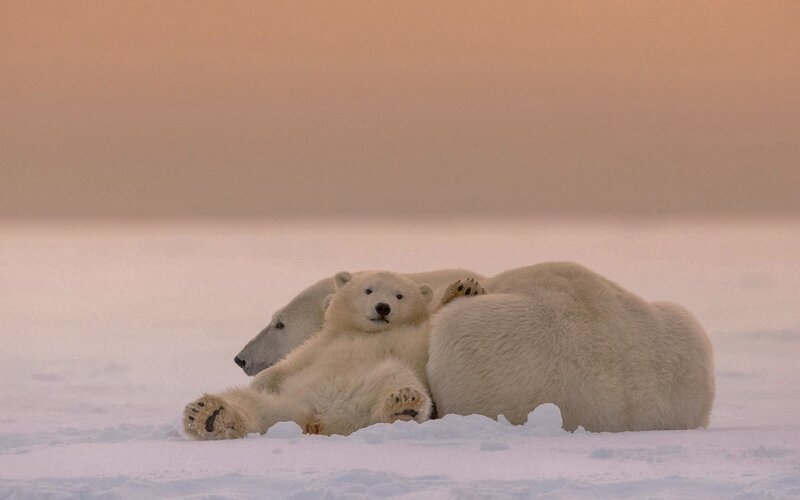 Polar Bear Cub with Mother — White, Serene, Sunset
