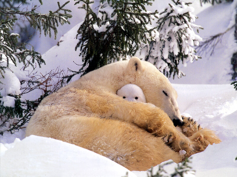 Polar Bear Cub with Mother — White, Serene