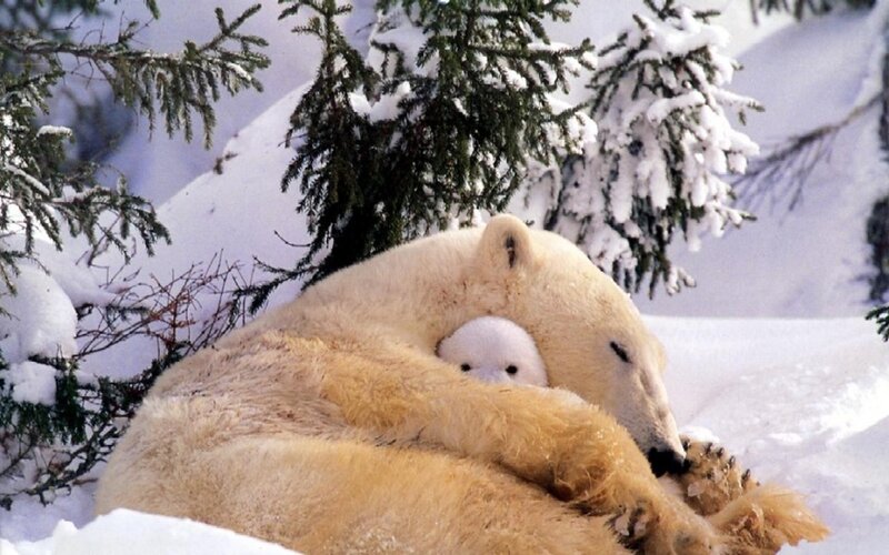 Polar Bear Cub with Mother — White, Serene, Winter