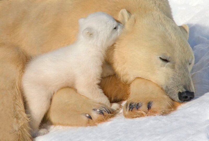 Polar Bear Cub with Mother — White