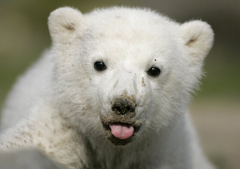 polar bear cub with muddy face