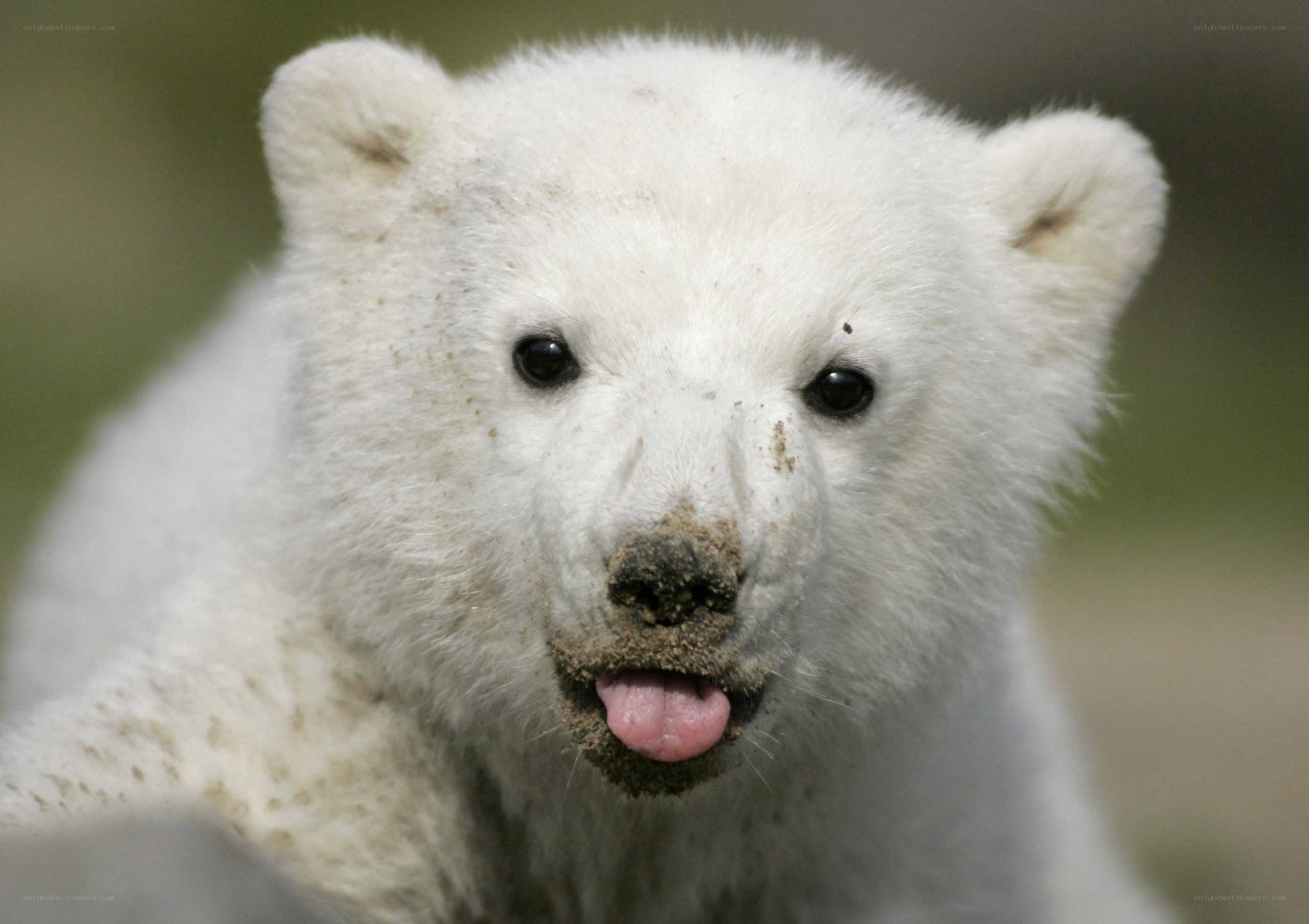 polar bear cub with muddy face