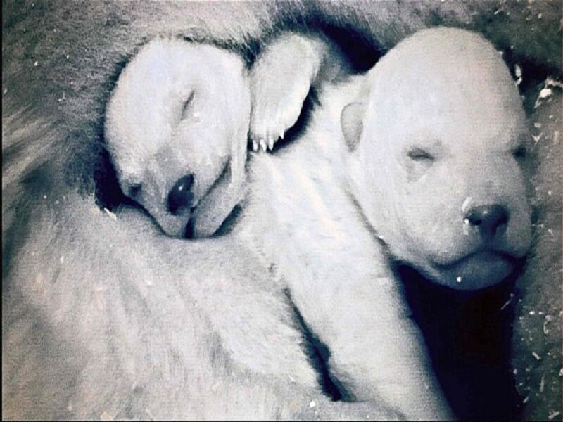 Polar Bear Cubs — Black