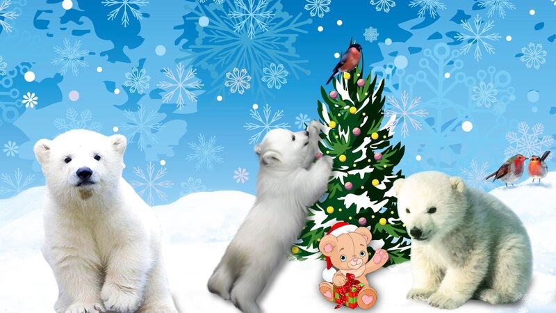 Polar Bear Cubs — Blue, Festive