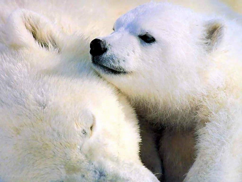 Polar bear cubs cuddling