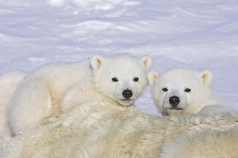 Polar bear cubs in snow