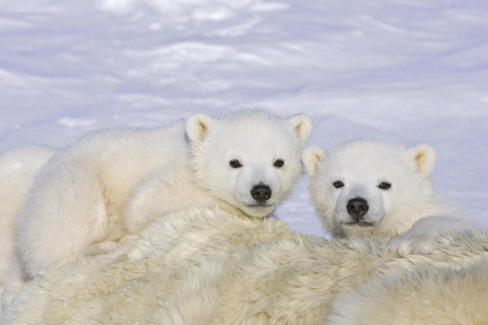 Polar bear cubs in snow