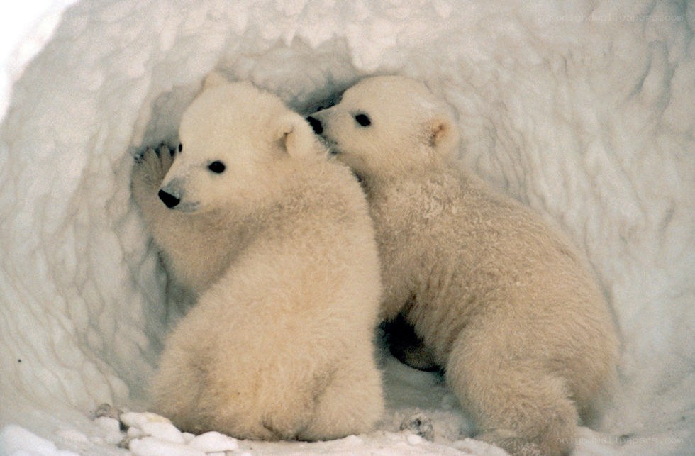 Polar bear cubs in snow den