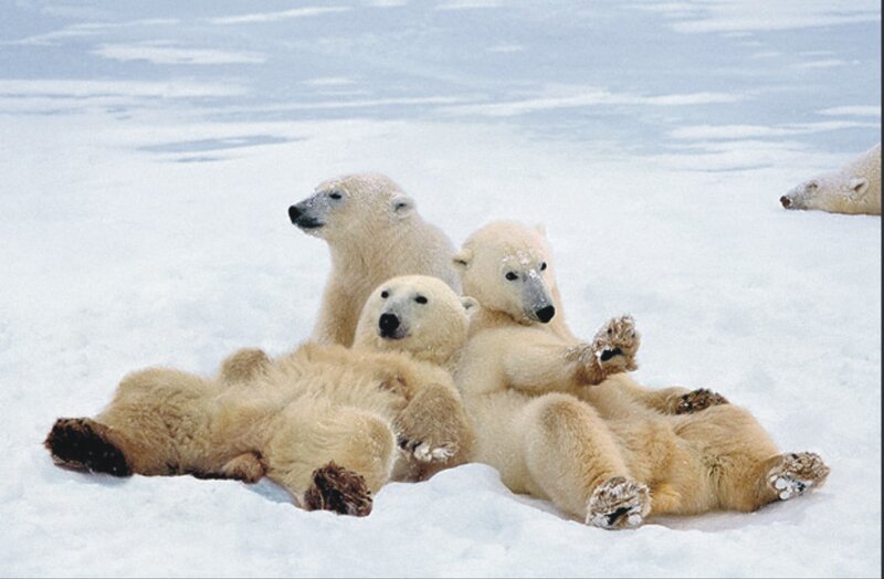 Polar Bear Cubs in Snow — White, Calm