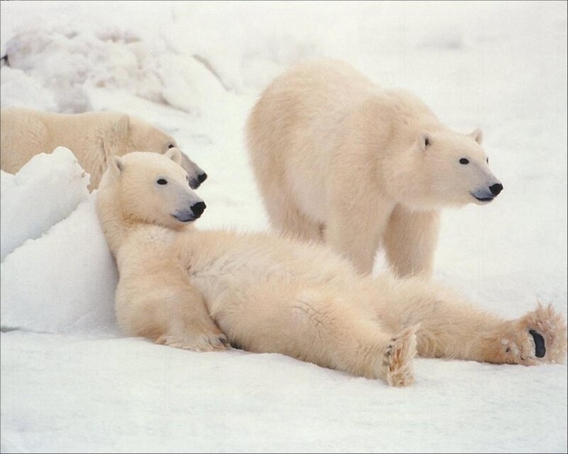 Polar Bear Cubs in Snow — White, Calm, Winter