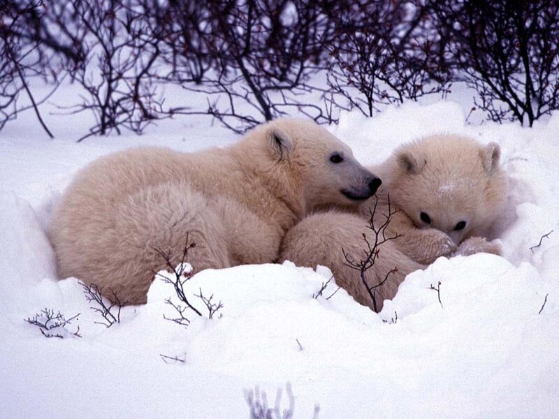 Polar Bear Cubs in Snow — White