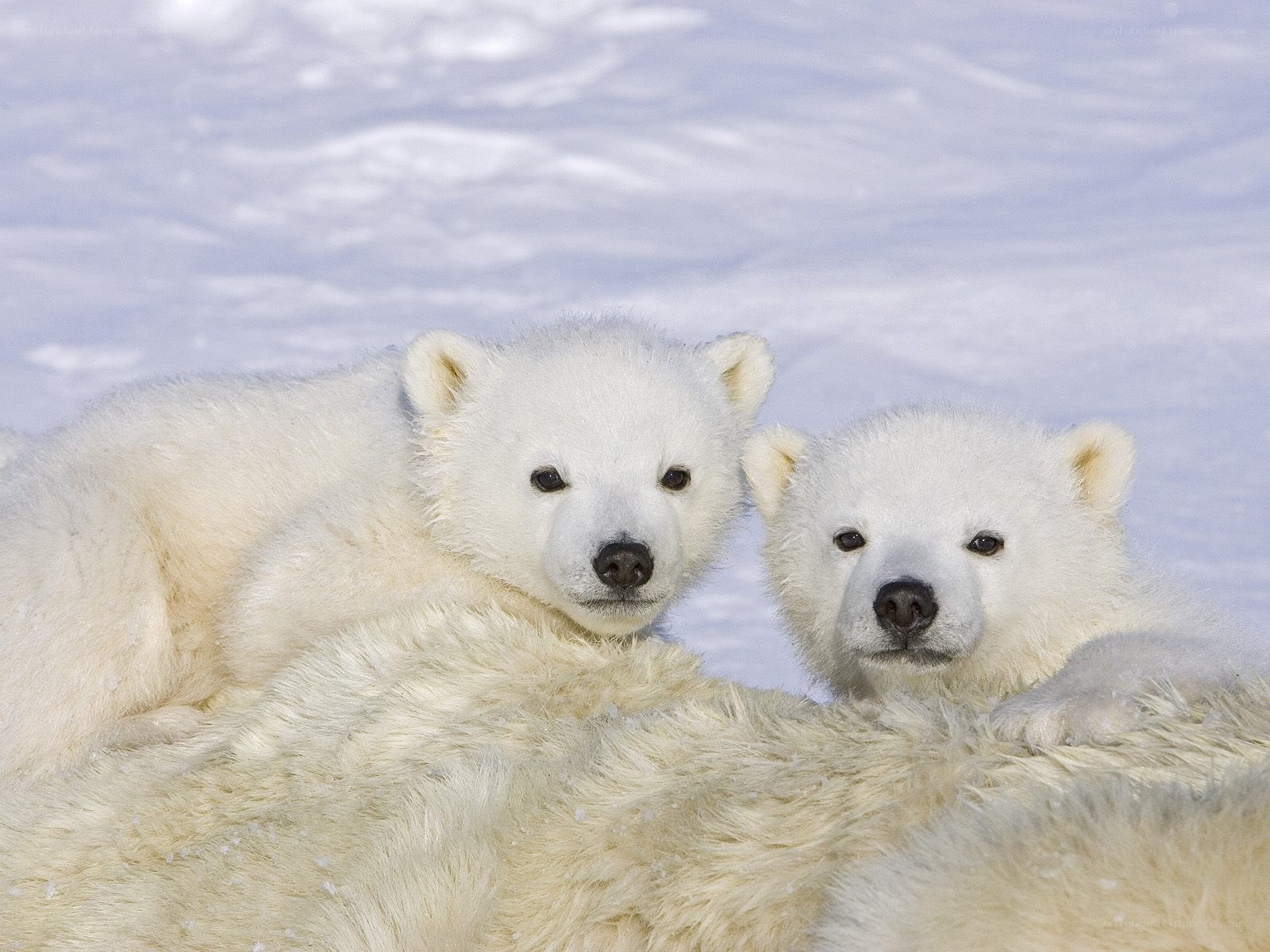 Polar bear cubs in snow