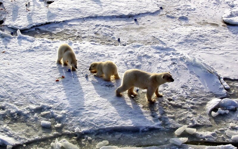 Polar Bear Cubs on Ice — White, Cold