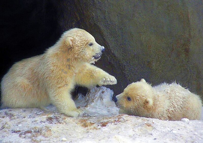 Polar bear cubs playing