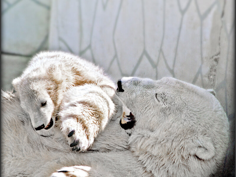 Polar bear cubs playing