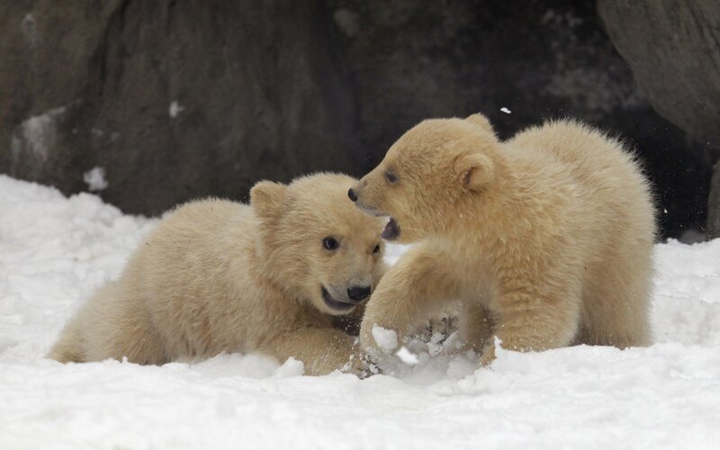 Polar bear cubs playing in snow