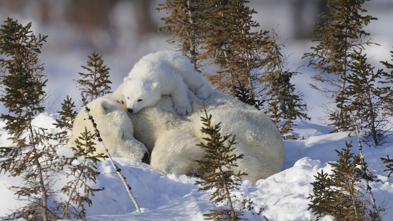 Polar bear cubs playing