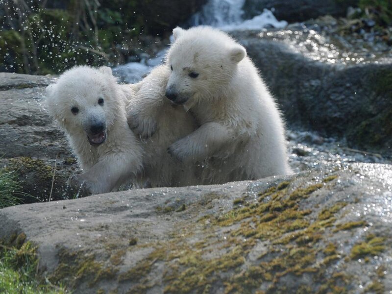 Polar Bear Cubs Playing — White, Playful, Afternoon
