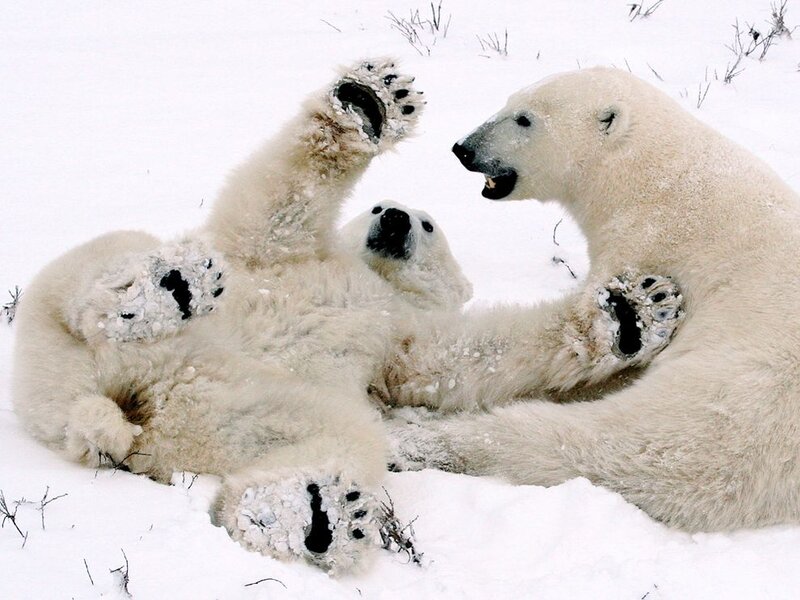 Polar Bear Cubs Playing — White, Playful