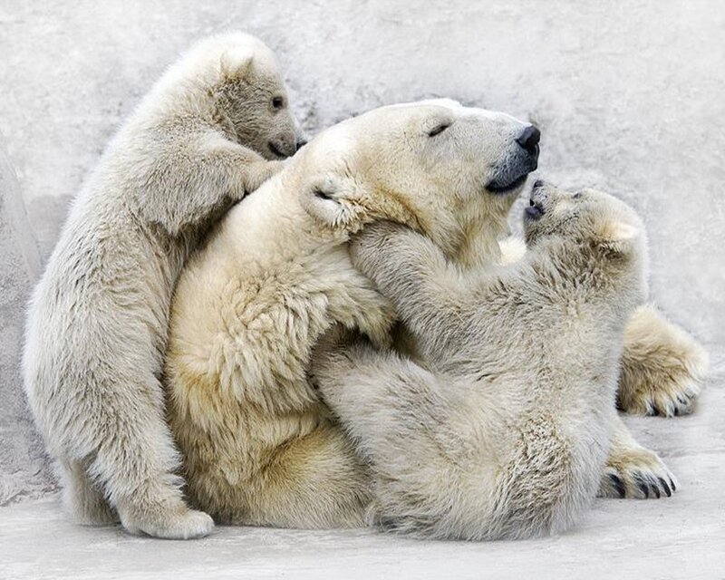 Polar Bear Cubs Playing — White, Playful, Winter