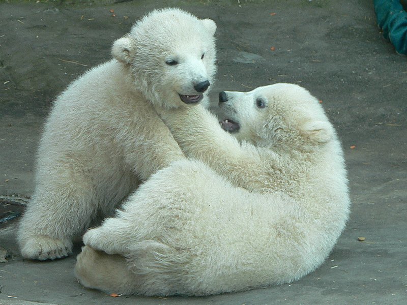 Polar Bear Cubs Playing — White