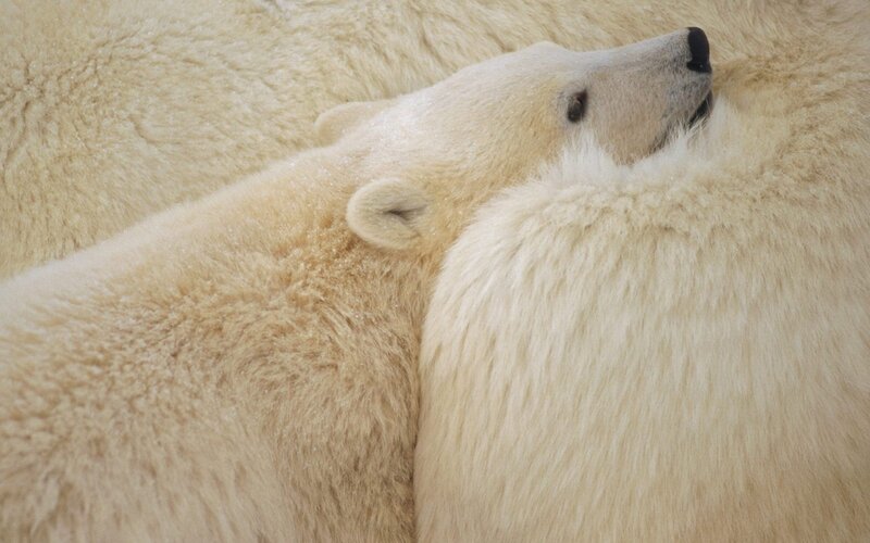 Polar bear cubs resting