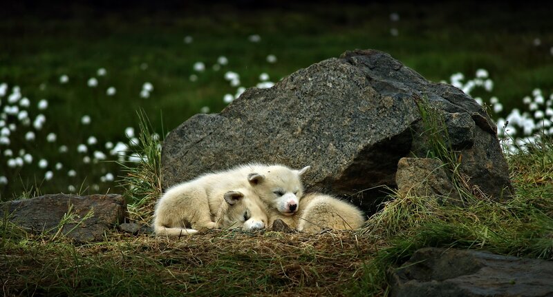Polar Bear Cubs Sleeping — White