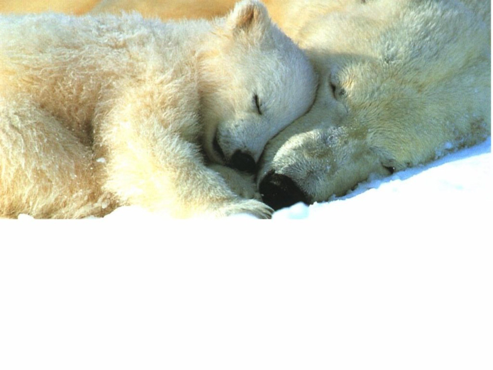 Polar bear cubs sleeping