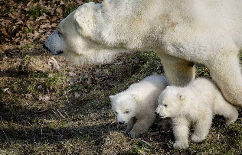 Polar Bear Cubs — White, Calm, Afternoon