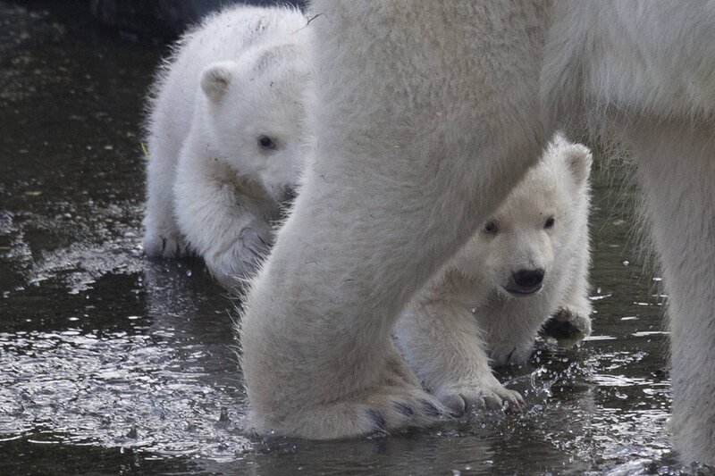 Polar Bear Cubs — White, Calm, Photograph, Adult Polar Bear
