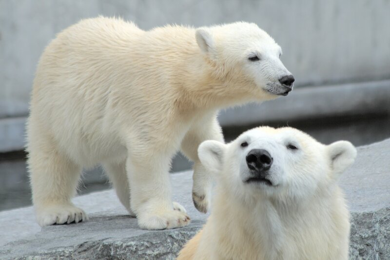 Polar Bear Cubs — White, Calm, Photograph, Rock