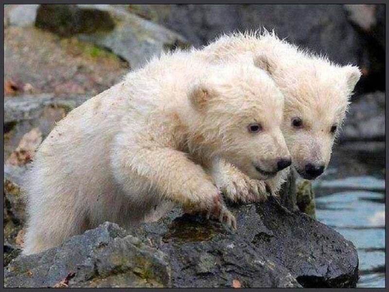 Polar Bear Cubs — White, Calm, Photograph